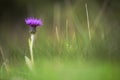 Meadow Thistle, Cirsium dissectum