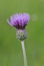 Meadow Thistle