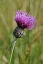 Meadow Thistle