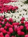 Meadow of thousands bright pink and white tulips close-up at Goztepe Park in Istanbul, Turkey Royalty Free Stock Photo