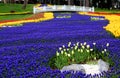 Bright yellow and red tulips with violet flowers and white bridge in the center in Emirgan Park in Istanbul, Turkey
