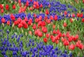 A meadow with thousands of red unbloomed tulips and blue flowers among them in Emirgan Park in Istanbul Royalty Free Stock Photo