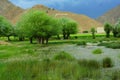 The meadow of tibet