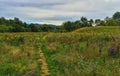 Meadow to Mountain