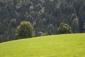 Meadow tree and forest