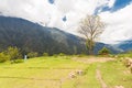 Meadow tree, mountains range, El Choro trek, Bolivia. Royalty Free Stock Photo