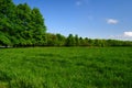 Meadow treeline