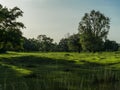 A meadow with trees and long evening shadows. Royalty Free Stock Photo