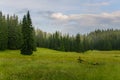 Meadow with trees