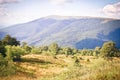 Meadow with trees and mountain