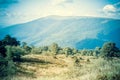 Meadow with trees and mountain