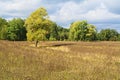 Meadow, trees and sky in a delightful light. _2