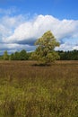 Meadow, trees and sky in a delightful light. _6