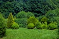 Meadow turf lawn with clipped evergreen thuja bushes in topiary different shape.