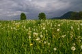 Meadow with twin limes Royalty Free Stock Photo