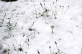 Meadow under snow. Close aerial vie on the white layer covering ground.