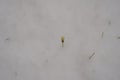 Meadow under snow with solitary yellow flower. Its petals are covered with frozen water.