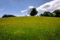 Meadow in Upper Teesdale, County Durham, England