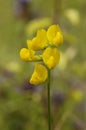 Meadow Vetchling Royalty Free Stock Photo