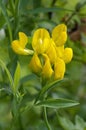 Meadow Vetchling Royalty Free Stock Photo