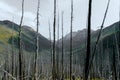 Meadow Views of Regrowth after a Forest Fire Royalty Free Stock Photo