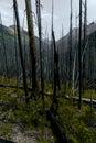 Meadow Views of Regrowth after a Forest Fire Royalty Free Stock Photo