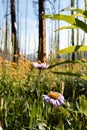Meadow Views of Regrowth after a Forest Fire Royalty Free Stock Photo