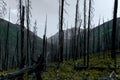 Meadow Views of Regrowth after a Forest Fire Royalty Free Stock Photo