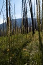 Meadow Views of Regrowth after a Forest Fire