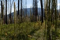 Meadow Views of Regrowth after a Forest Fire Royalty Free Stock Photo