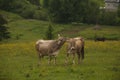 Cow tenderness in the alpine meadow. Royalty Free Stock Photo