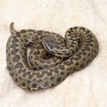 Meadow viper on burlap Royalty Free Stock Photo