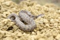 Meadow viper on ground Royalty Free Stock Photo