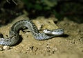 Meadow Viper, vipera ursinii Royalty Free Stock Photo
