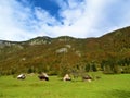 Meadow at Voje valley in Gorenjska, Slovenia