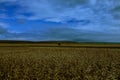 The meadow in Vojvodina Royalty Free Stock Photo