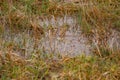 Meadow with water. Best spring wallpaper