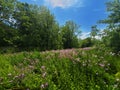 Meadow in Waterloo Region