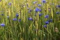 Meadow, wheat, cornflower, blue, green, nature Royalty Free Stock Photo