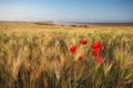 Meadow of wheat and poppy.