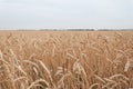 Meadow, wheat, rye, a beautiful field of Golden rye