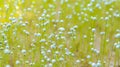 A meadow where small white flowers grow