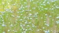 meadow where white flowers grow