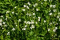 Meadow with white blooming Stellaria holostea. Plants of Ukraine