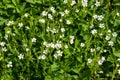 Meadow with white blooming Stellaria holostea. Plants of Ukraine