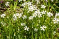 Meadow with white blooming Stellaria holostea. Plants of Ukraine