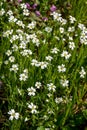 Meadow with white blooming Stellaria holostea. Plants of Ukraine