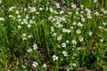 Meadow with white blooming Stellaria holostea. Plants of Ukraine