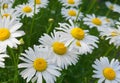 Meadow of white Chamomile flowers close up. Royalty Free Stock Photo