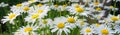 Meadow of white Chamomile flowers close up. Royalty Free Stock Photo
